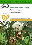 SAFLAX - Schnee - Eucalyptus - 250 Samen - Mit Substrat - Eucalyptus pauciflora ssp. niphophila