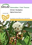 SAFLAX - Schnee - Eucalyptus - 250 Samen - Winterhart - Eucalyptus pauciflora ssp. niphophila