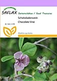 SAFLAX - Schokoladenwein - 10 Samen - Akebia quinata