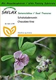 SAFLAX - Schokoladenwein - 10 Samen - Mit Substrat - Akebia quinata
