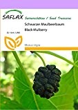 SAFLAX - Schwarzer Maulbeerbaum - 200 Samen - Morus nigra
