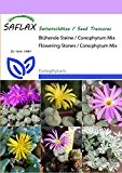 SAFLAX - Sukkulenten - Blühende Steine / Conophytum Mix - 40 Samen - Conophytum Mix
