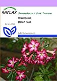 SAFLAX - Sukkulenten - Wüstenrose - 8 Samen - Adenium obesum