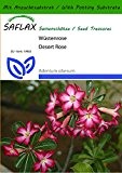 SAFLAX - Sukkulenten - Wüstenrose - 8 Samen - Mit Substrat - Adenium obesum
