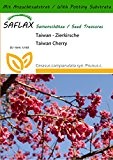 SAFLAX - Taiwan - Zierkirsche - 10 Samen - Mit Substrat - Cerasus campanulata syn. Prunus c.