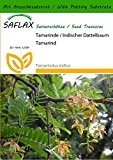 SAFLAX - Tamarinde / Indischer Dattelbaum - 4 Samen - Mit Substrat - Tamarindus indica