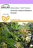 SAFLAX - Tamarinde / Indischer Dattelbaum - 4 Samen - Tamarindus indica