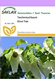 SAFLAX - Taschentuchbaum - 1 Samen - Davidia involucrata