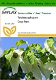 SAFLAX - Taschentuchbaum - 1 Samen - Mit Substrat - Davidia involucrata