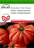 SAFLAX - Tomate - Costoluto Genovese - 10 Samen - Mit Substrat - Lycopersicon esculentum