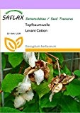 SAFLAX - Topfbaumwolle - 12 Samen - Gossypium herbaceum