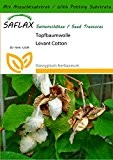 SAFLAX - Topfbaumwolle - 12 Samen - Mit Substrat - Gossypium herbaceum