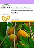 SAFLAX - Tropischer Melonenbaum / Papaya - 30 Samen - Carica papaya