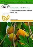 SAFLAX - Tropischer Melonenbaum / Papaya - 30 Samen - Mit Substrat - Carica papaya