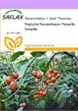 SAFLAX - Tropischer Tomatenbaum / Tamarillo - 50 Samen - Cyphomandra betacea