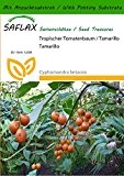 SAFLAX - Tropischer Tomatenbaum / Tamarillo - 50 Samen - Mit Substrat - Cyphomandra betacea