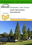 SAFLAX - Urwelt - Mammutbaum - 60 Samen - Mit Substrat - Metasequoia glyptostroboides