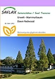 SAFLAX - Urwelt - Mammutbaum - 60 Samen - Winterhart - Metasequoia glyptostroboides