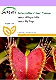 SAFLAX - Venus - Fliegenfalle - 10 Samen - Dionaea muscipula