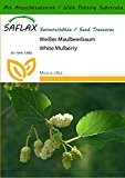 SAFLAX - Weißer Maulbeerbaum - 200 Samen - Mit Substrat - Morus alba