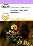 SAFLAX - Winterharter Pfauenstrauch - 10 Samen - Caesalpinia gillesii X spinosa