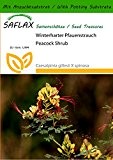 SAFLAX - Winterharter Pfauenstrauch - 10 Samen - Mit Substrat - Caesalpinia gillesii X spinosa