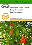 SAFLAX - Zwerg - Granatapfel - 50 Samen - Mit Substrat - Punica granatum nana