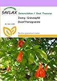 SAFLAX - Zwerg - Granatapfel - 50 Samen - Winterhart - Punica granatum nana