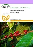 SAFLAX - Zwergkaffee-Strauch - 8 Samen - Coffea arabica nana