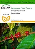 SAFLAX - Zwergkaffee-Strauch - 8 Samen - Mit Substrat - Coffea arabica nana