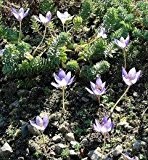 Safran Krokus - Crocus sativus