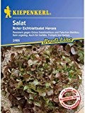 Salat Eichblattsalat Navaro rot resistent