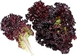 Salat-Lollo Rosso 100 Samen