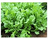 Salatrucola - Klassische Rucola - Salat - 1000 Samen