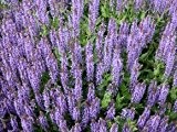 Salbei 'Blauhügel' - Salvia nemorosa 'Blauhügel' - Beetstaude