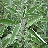 Salbei, echter Salbei - Salvia officinalis (50 Samen)