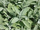 Salbei - Salvia officinalis - Kräuterpflanze