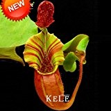 Sale! 50 Stk / Packung Große Revers Nepenthes Samen Balkon Topfbonsaipflanzen Samen Fleischfressende Pflanzen Samen, # E32CC6