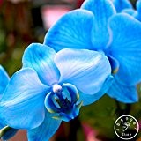 Sale! Seltene Bonsai Blumen-blaue Schmetterlings-Orchidee Samen Schöner Garten Phalaenopsis-Orchideen Seed-200 PCS / Pack, # KAZ26D