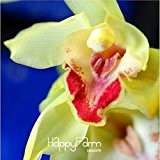 Sale! Unique Green Cymbidium-Orchidee Samen Elegante Blume Pflanze Zierblumen Garten 100 PCS, # 34S48T