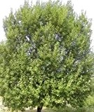 Salweide ** Salix caprea ** (10 Stück  Salweide Str. v. 4Tr. 60-100 cm )