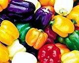 Samenmix - Block Paprika süß - weiß, gelb, orange, rot, purple - Capsicum annuum - 5 Sorten - 20 Samen