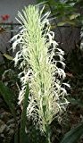 Sansevieria hyacinthoides - Bogenhanf - 10 Samen