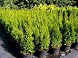 Säulen-Lebensbaum Smaragd Containerpflanzen 100-120 cm