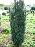 Säuleneibe grün Taxus baccata Fastigiata Robusta 30 - 40 cm im 3 Liter Pflancontainer