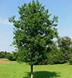 Säulenförmige Sumpf Eiche 40-60cm - Quercus palustris