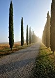 Säulenzypresse 100 Samen - Mittelmeer Zypresse - der Blickfang in jedem mediterran gestalteten Garten