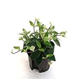 Schamblume, Aeschynanthus lobianus weiß, Zimmerpflanze in Hydrokultur, 13/12er Kulturtopf, 18 - 25 cm