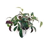 Schamblume, Aeschynanthus lobianus, Zimmerpflanze in Hydrokultur, 13/12er Kulturtopf, 18 - 25 cm