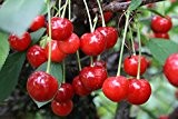 Schattenmorelle Sauerkirsche, Kirschbaum Buschbaum, Prunus cerasus, Obstbaum selbstbefruchtend, Kirsche rot, im Kübel, 120 - 150 cm